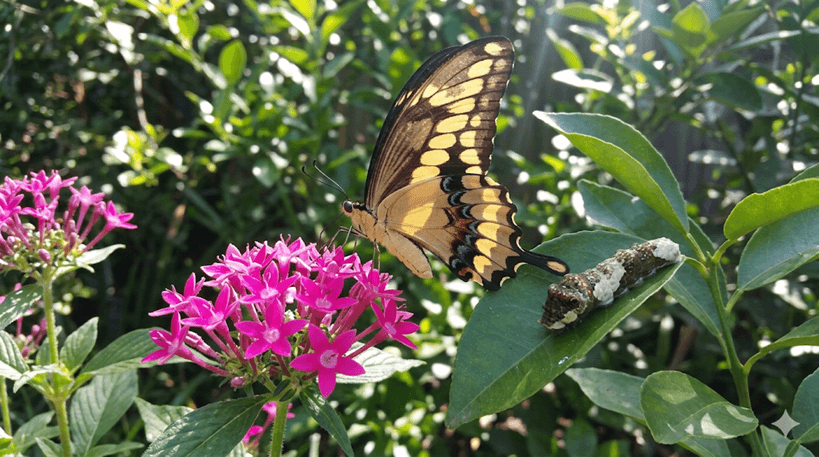 Giant Swallowtail